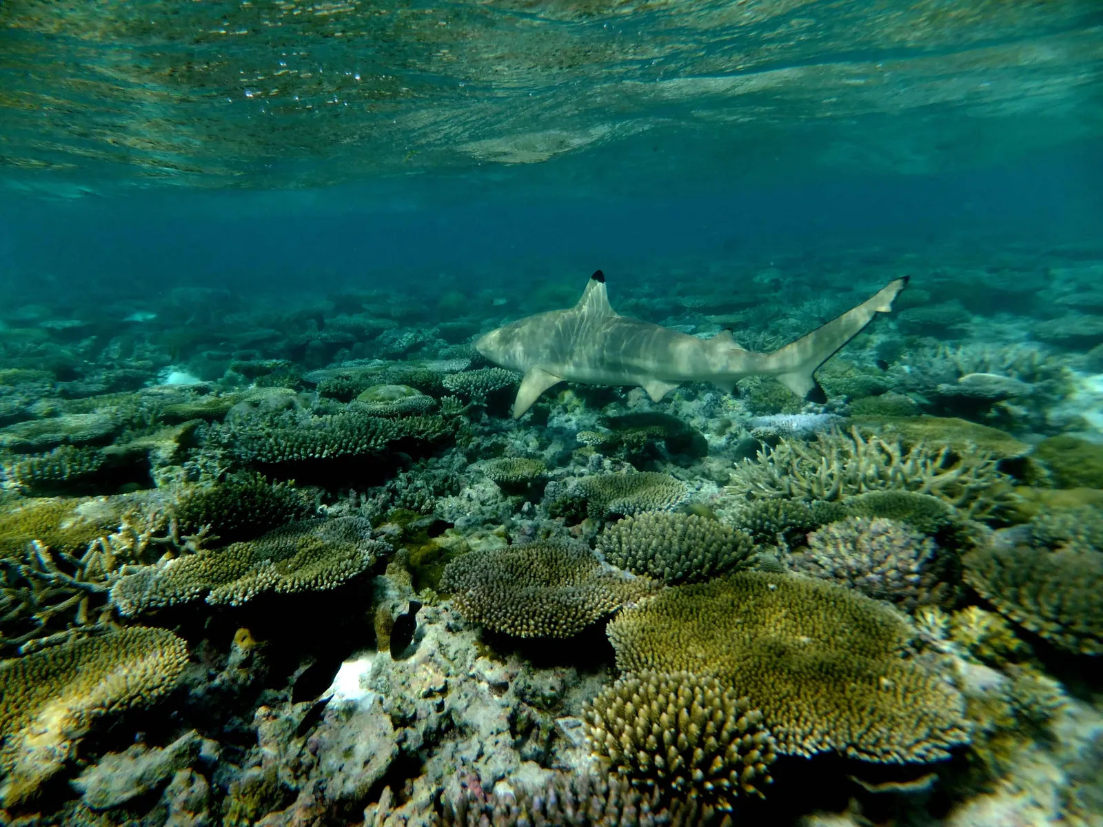 Gili Lankanfushi, Maldives, Lankanfushi Island