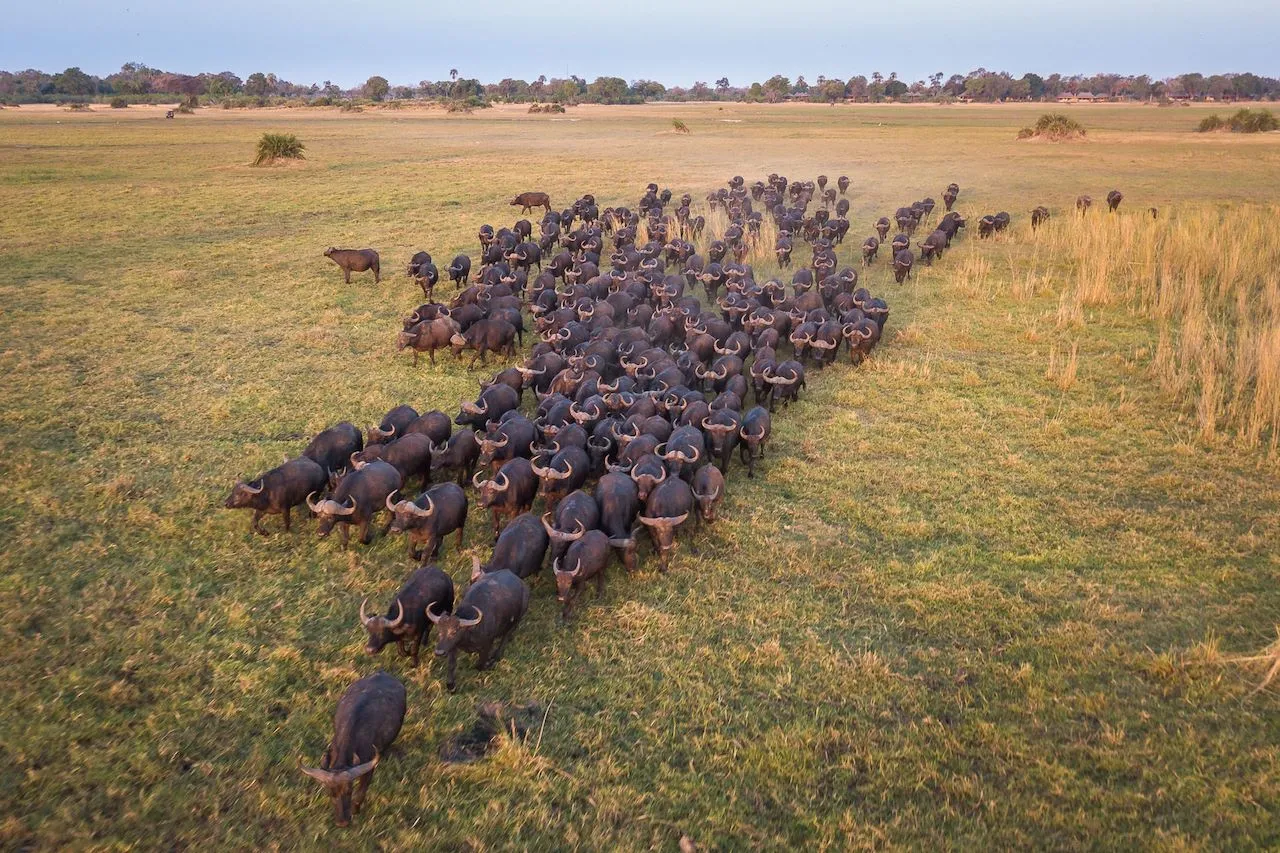 Mombo Camp, Okavango Delta