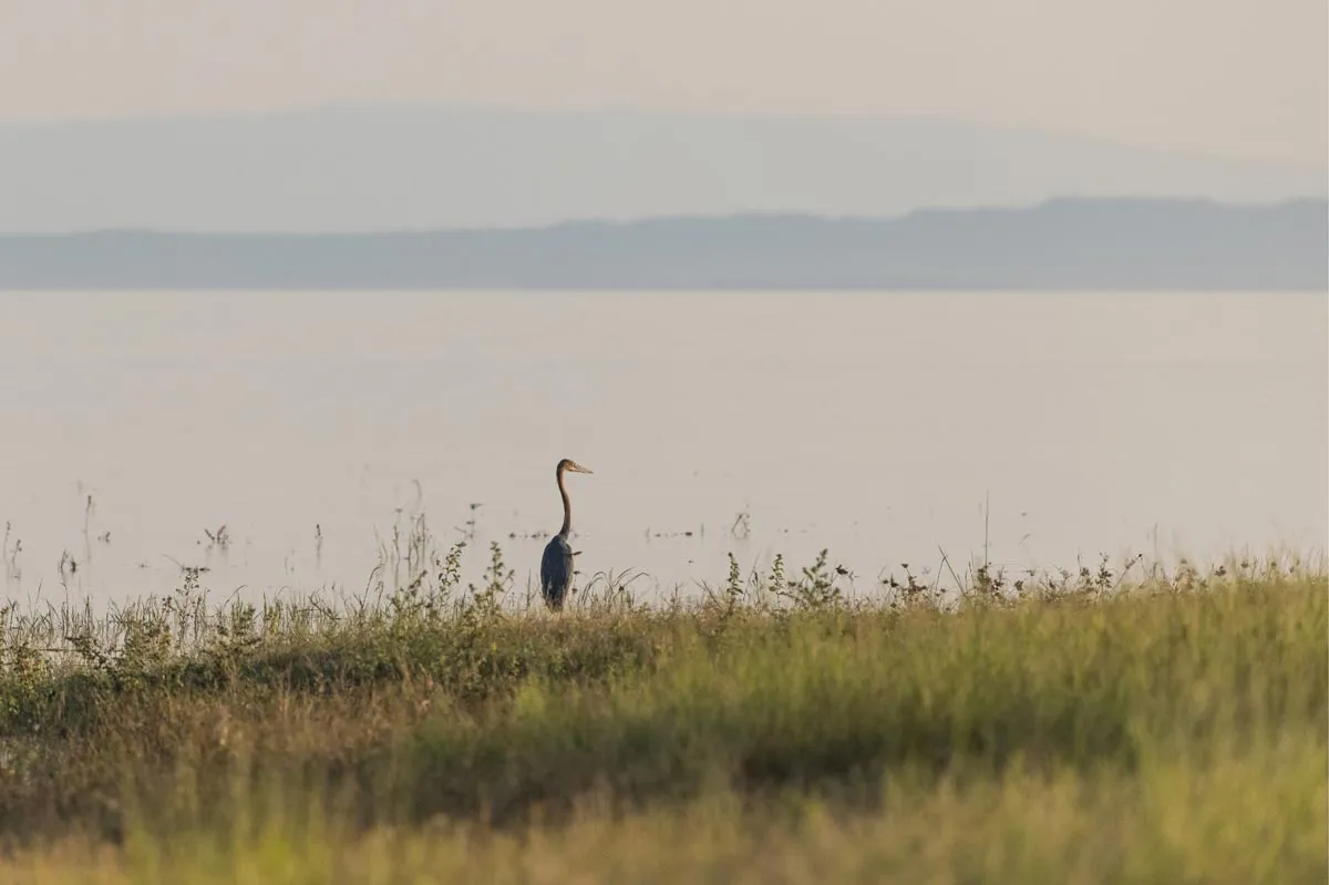Fothergill Island, Okavango Delta
