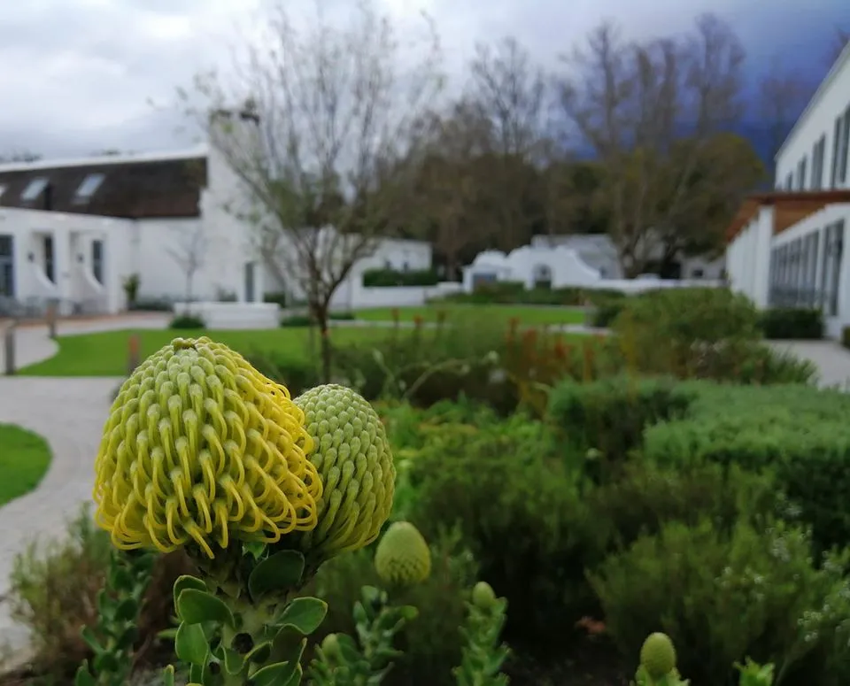 Erinvale Estate Hotel & Spa — Exterior, Cape Town