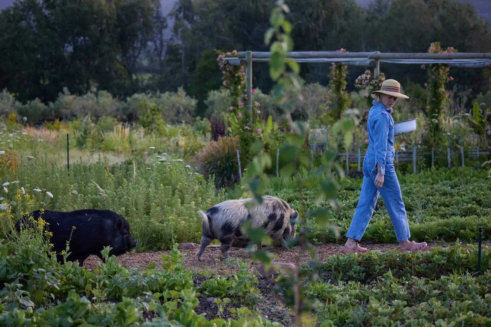 Sterrekopje Farm, Franschhoek