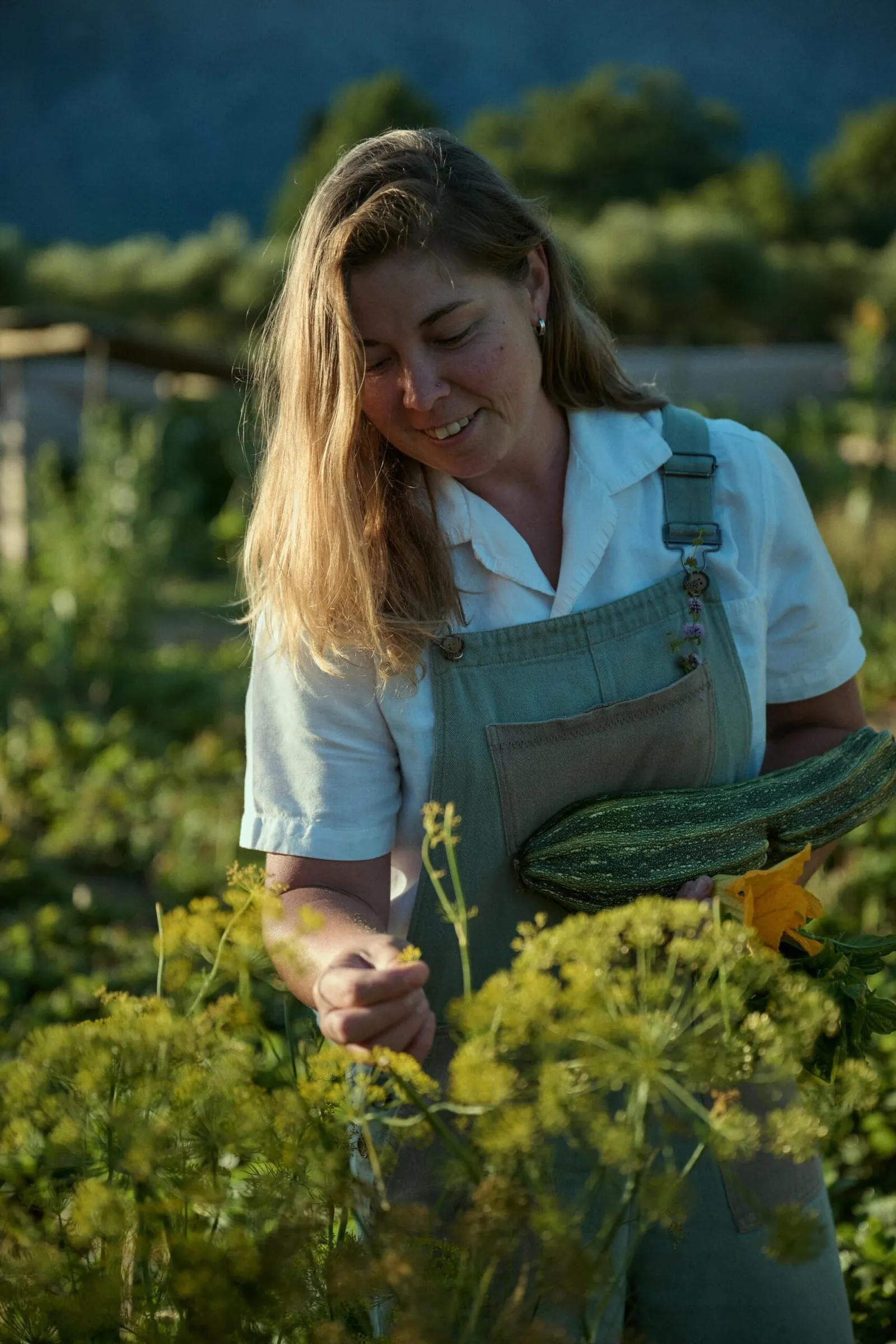 Sterrekopje Farm, Franschhoek