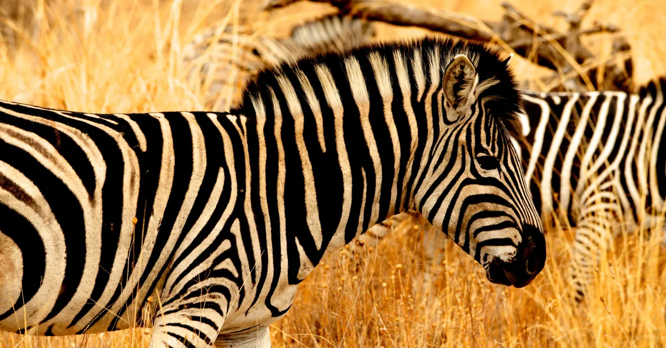 Esiweni Safari Lodge, Ladysmith