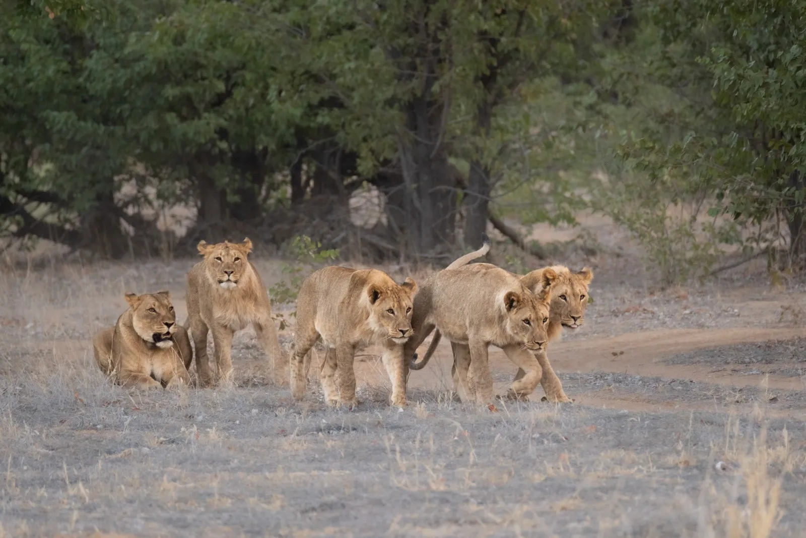 Onguma Camp Kala, Onguma Private Game Reserve