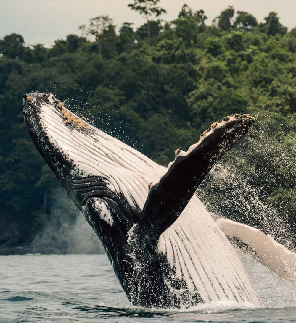 Islas Secas, Gulf of Chiriquí
