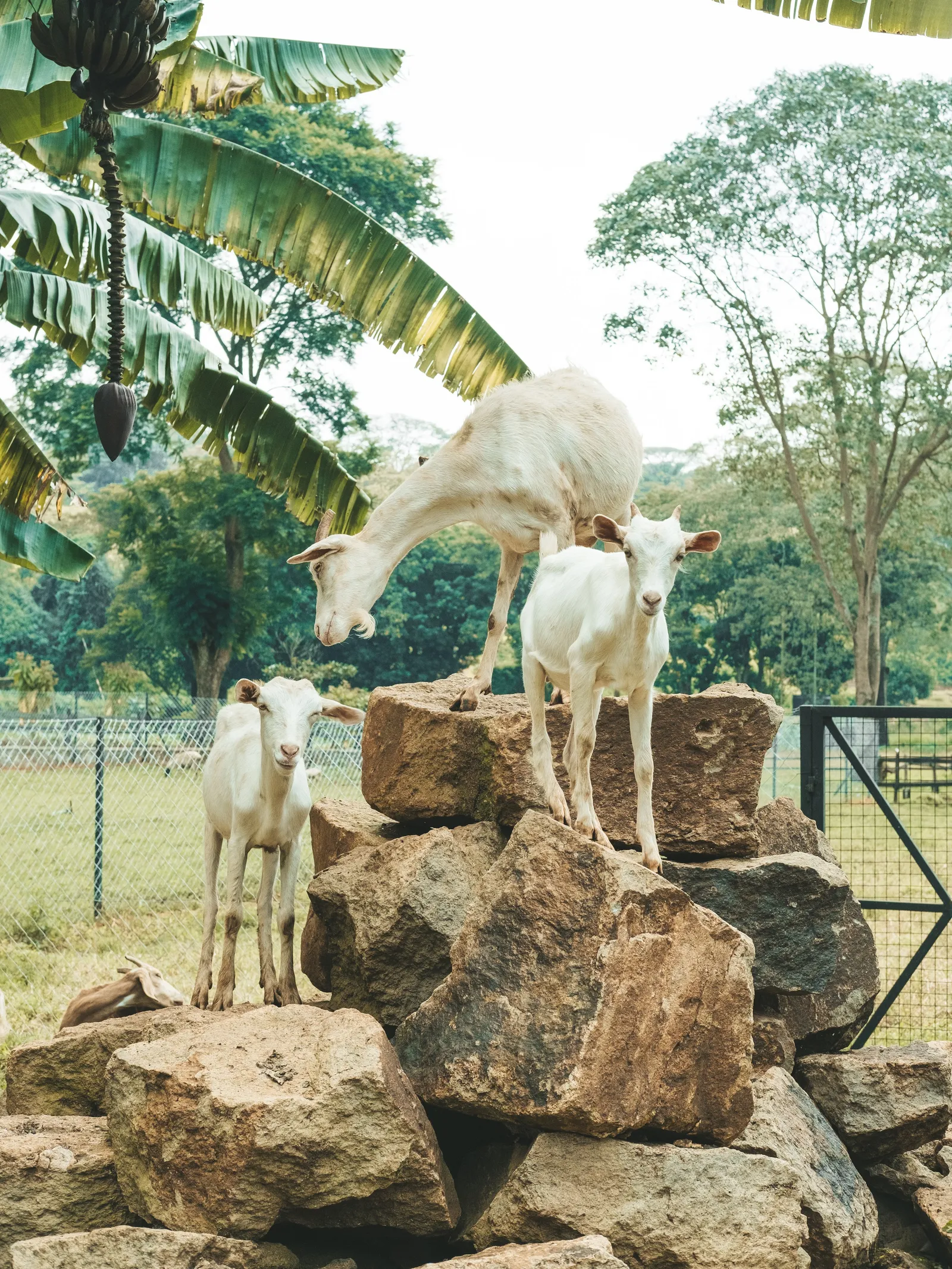 Gibb's Farm — Exterior, Karatu
