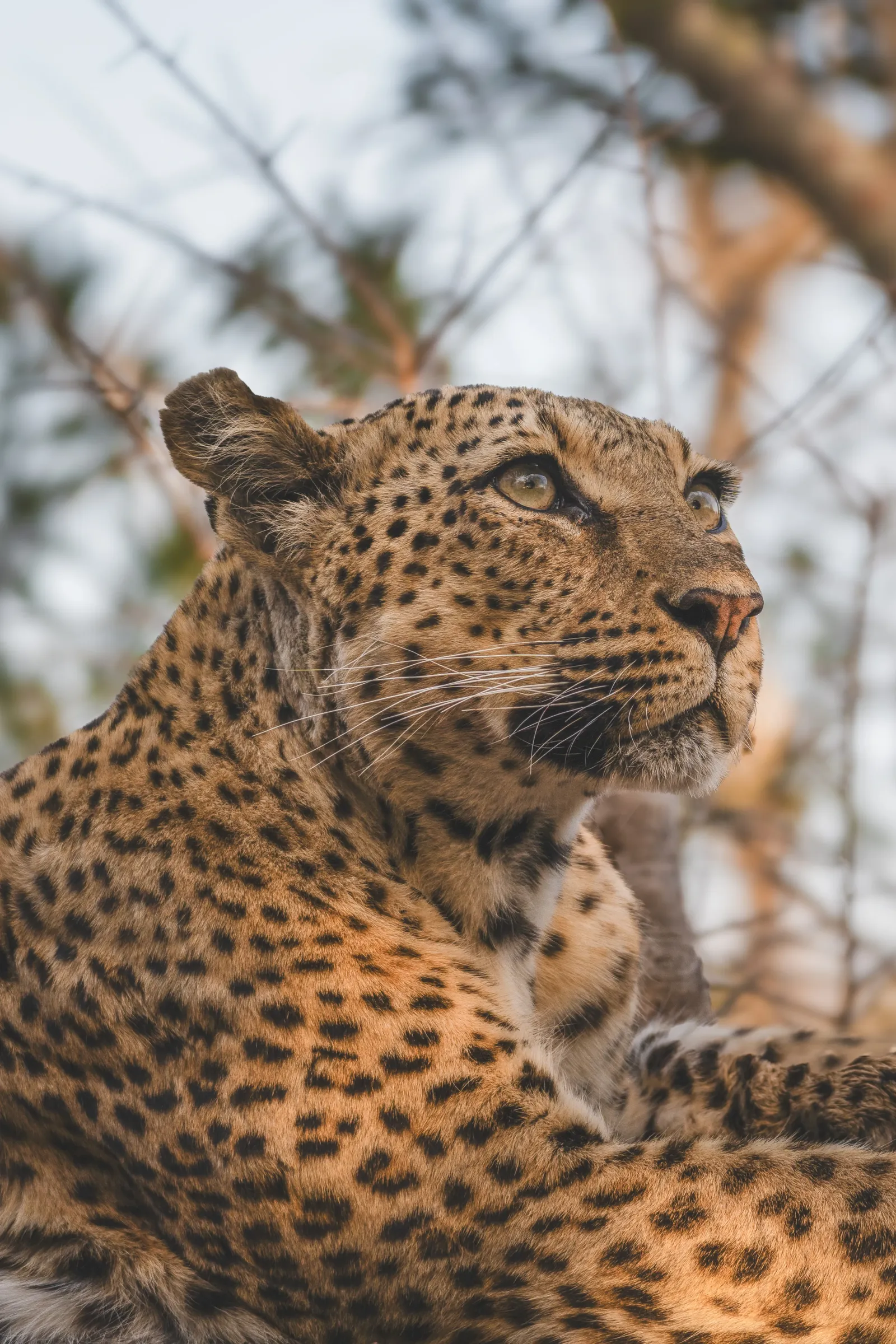 Lion Sands Game Reserve, Hazyview