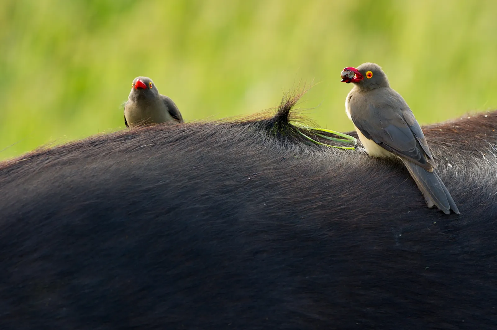 Singita Sweni Lodge, Sabi Sand Game Reserve