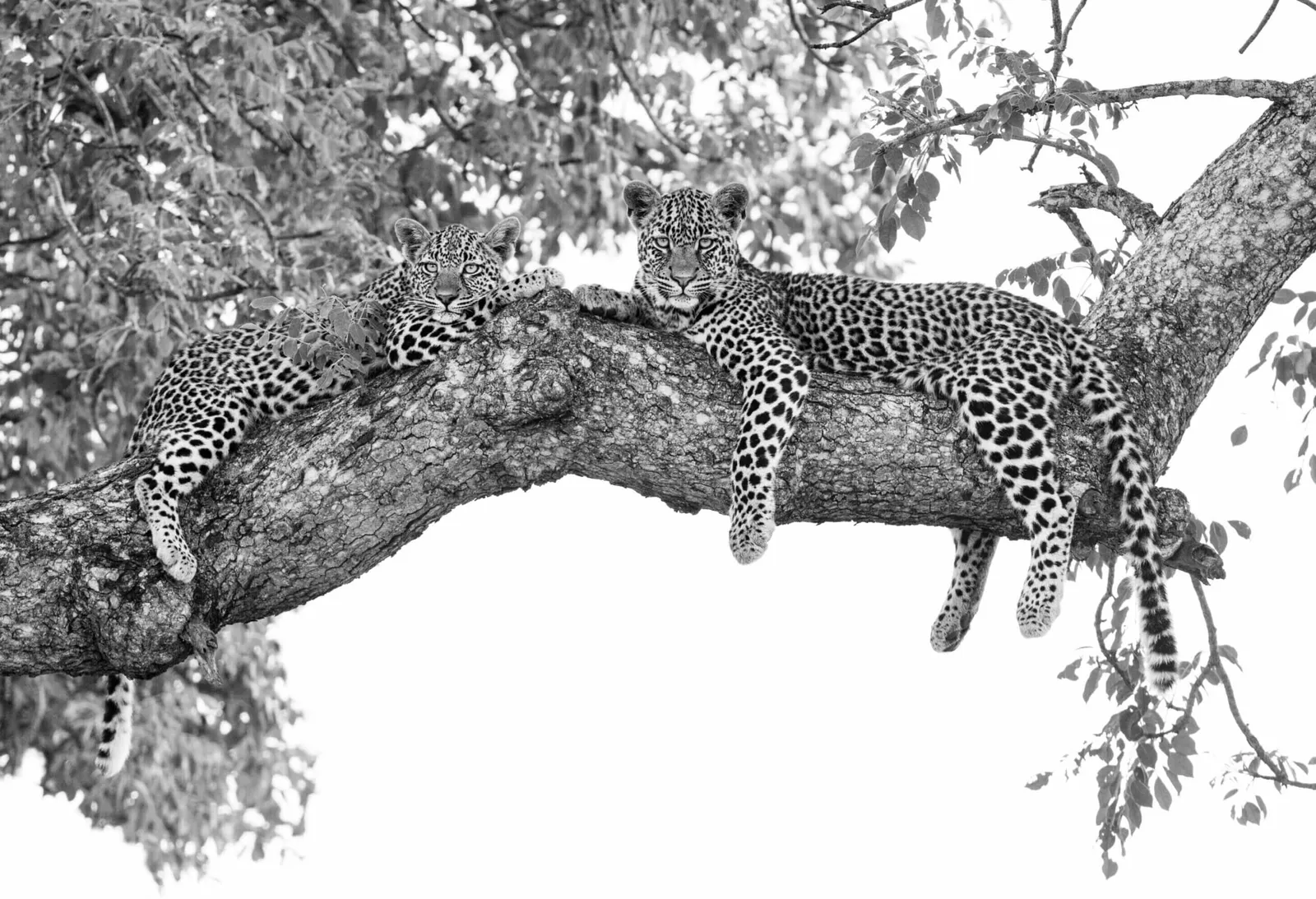 Londolozi Private Game Reserve, Sabi Sand Game Reserve