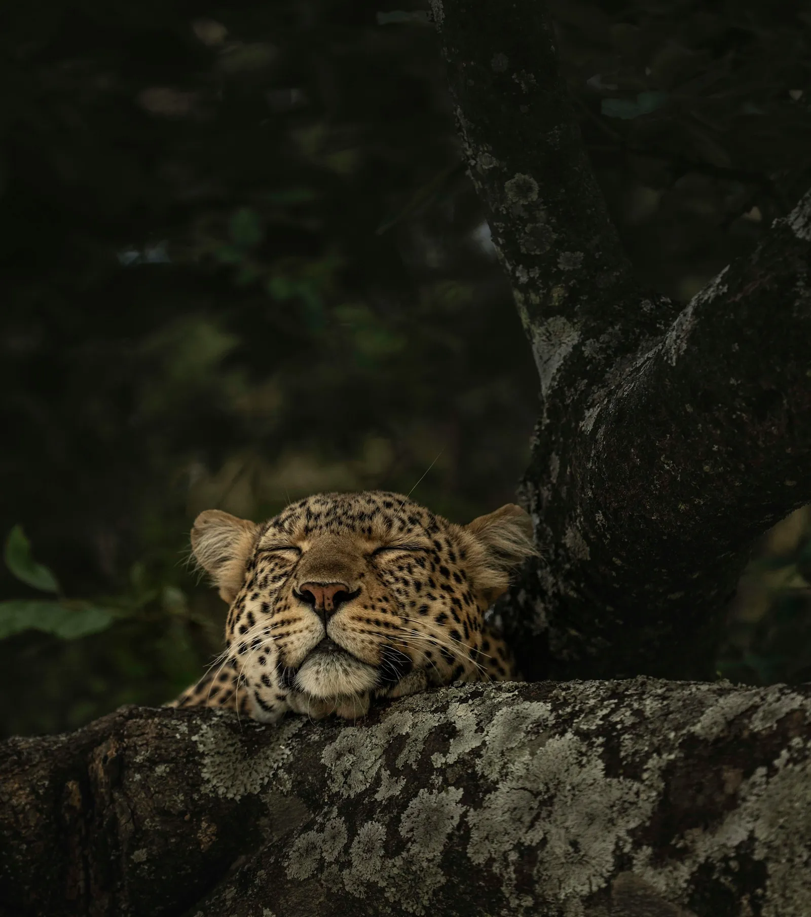 Singita Mara River Tented Camp, Serengeti National Park