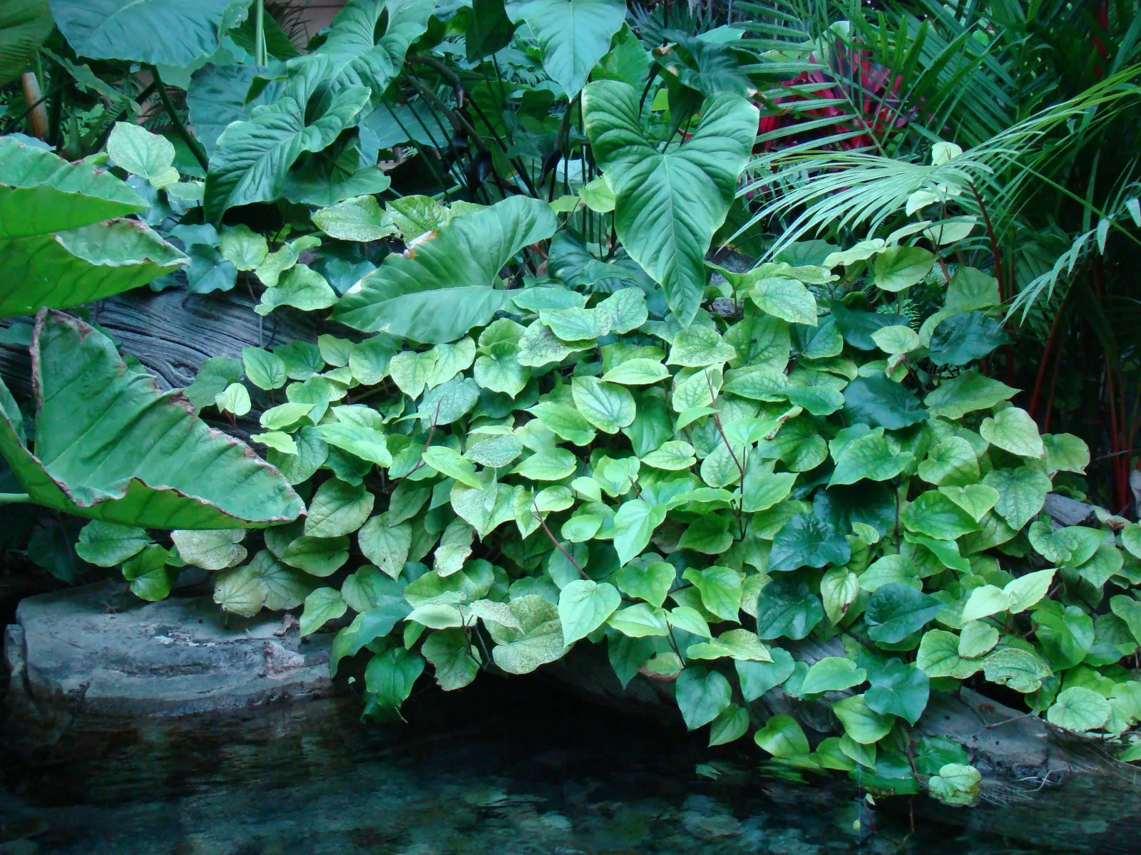 Gaylord Palms, Kissimmee