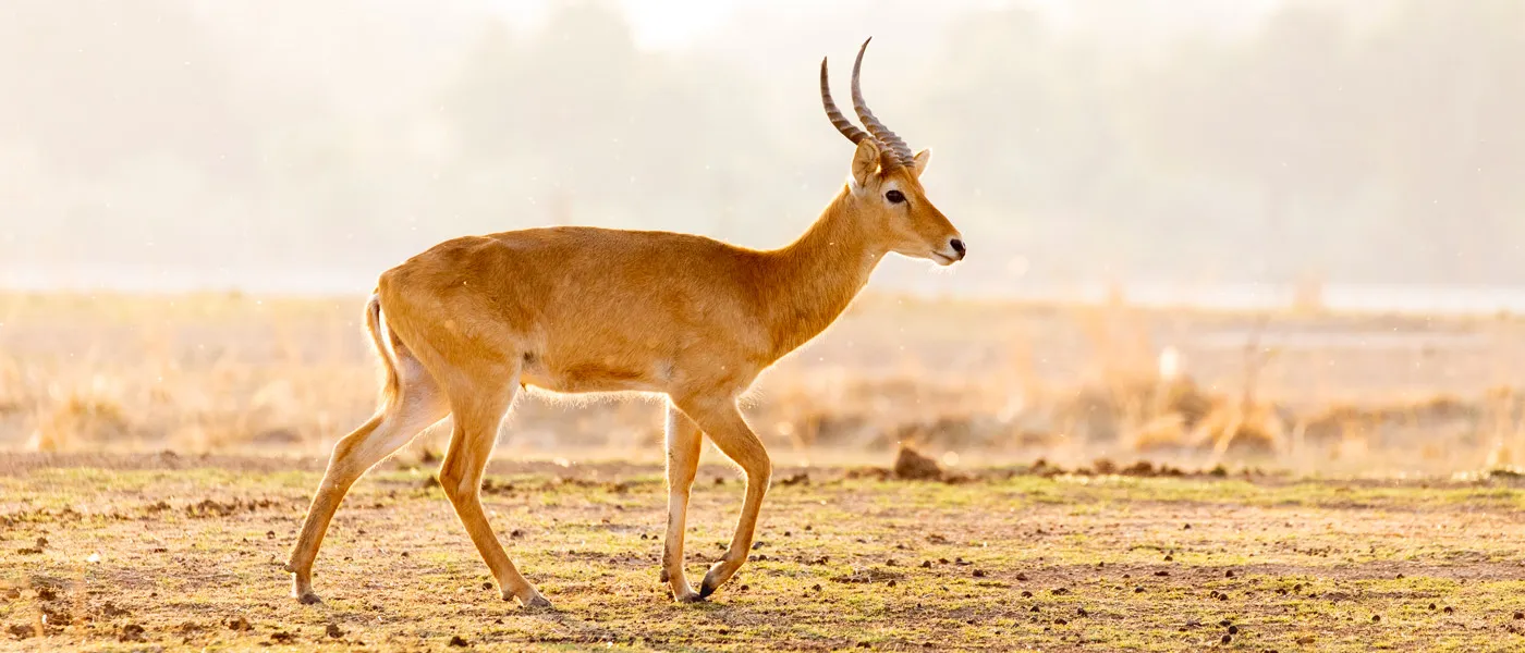 Puku Ridge, South Luangwa National Park