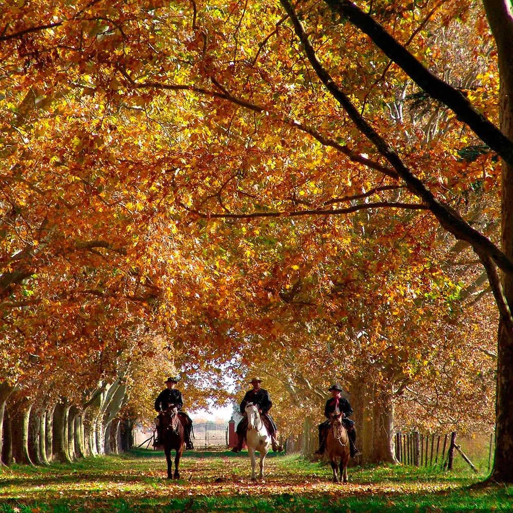 La Bamba De Areco, San Antonio de Areco
