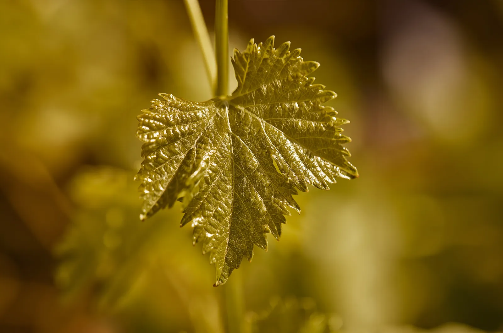 Le Mas Barossa, Tanunda