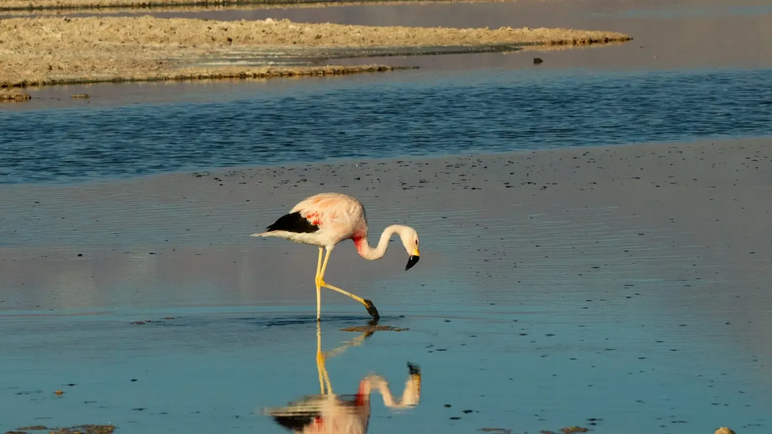 Awasi Atacama, San Pedro de Atacama