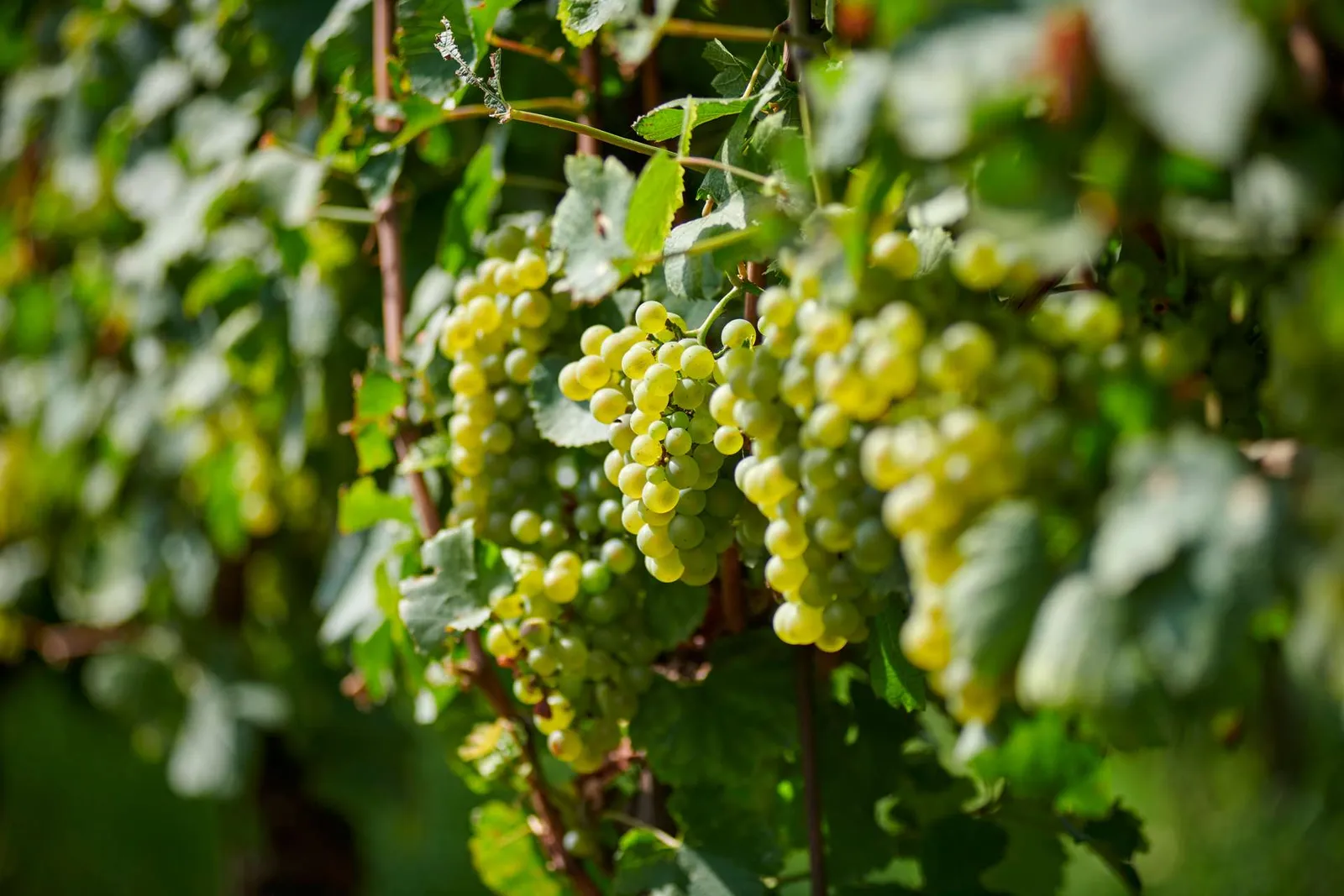 Villa Cordevigo Wine Relais, Cavaion Veronese