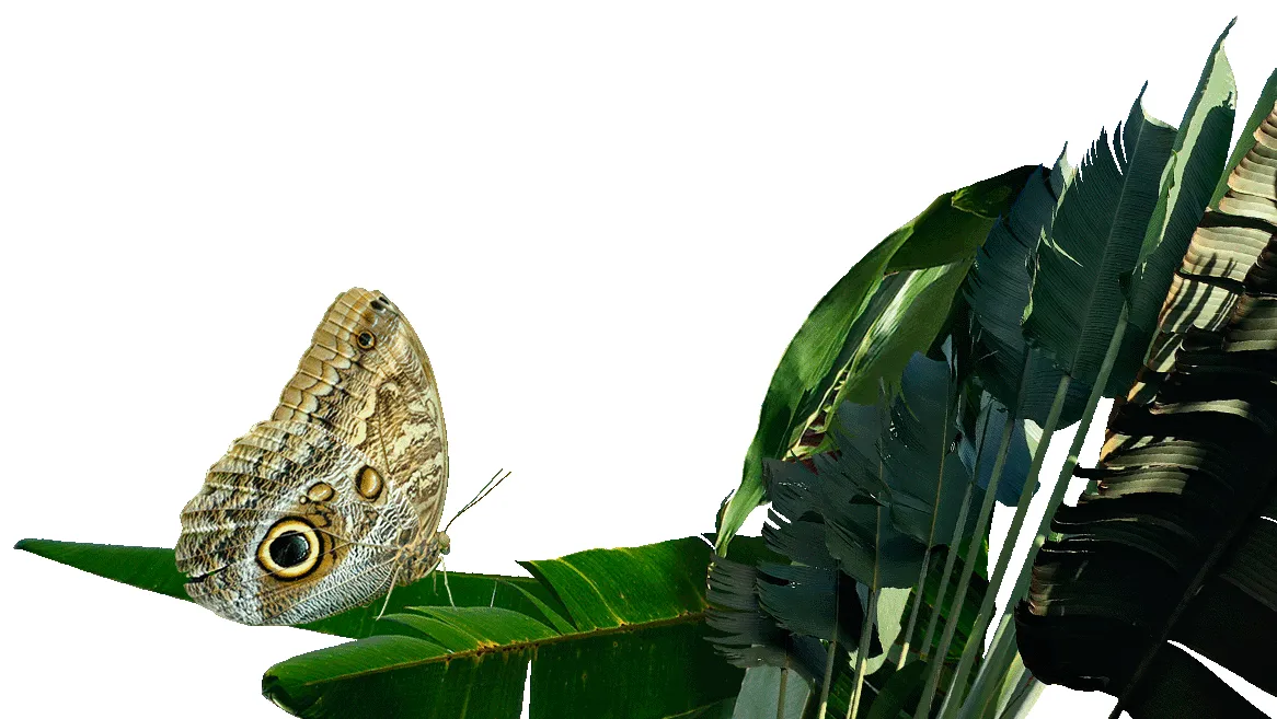 Nayara Tented Camp, La Fortuna