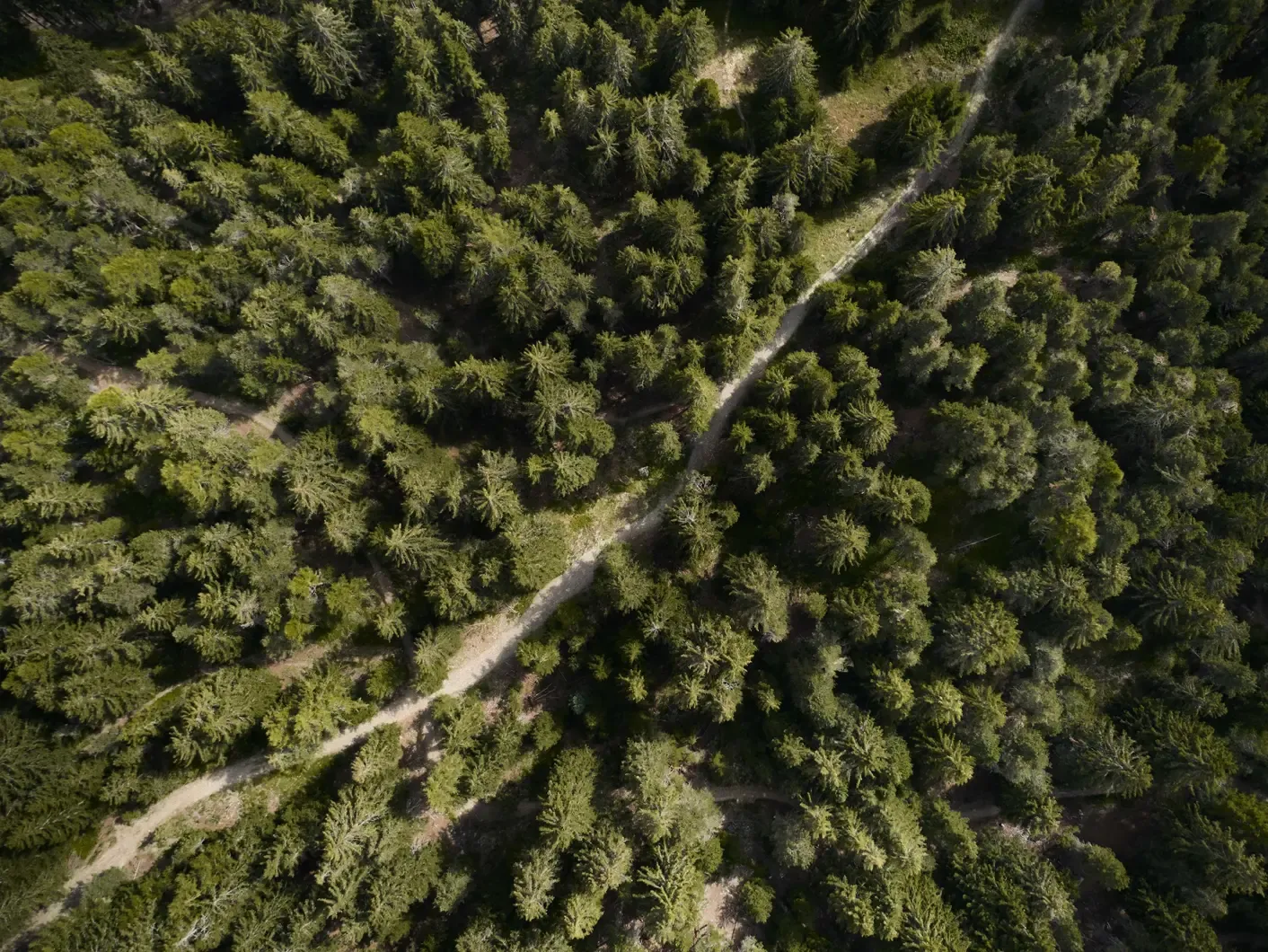 Forestis, Nova Levante