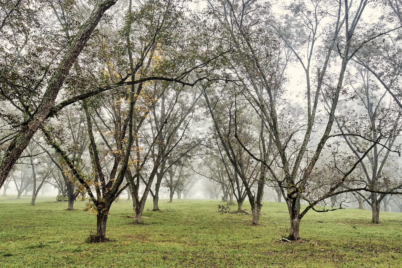 Quercus, Lisbon