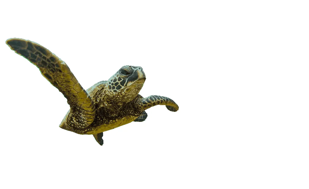 Nayara Hangaroa, Hanga Roa
