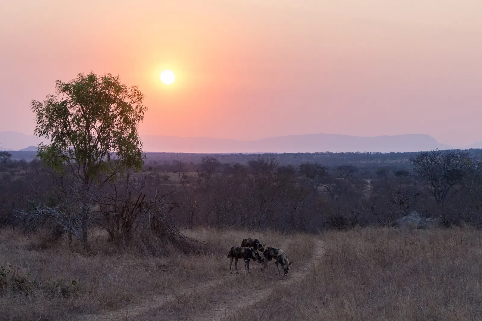 Londolozi Game Reserve, Sabi Sand Game Reserve