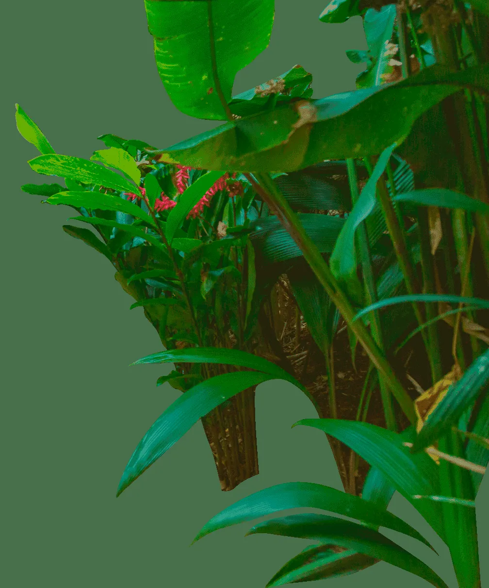 Nayara Gardens, La Fortuna