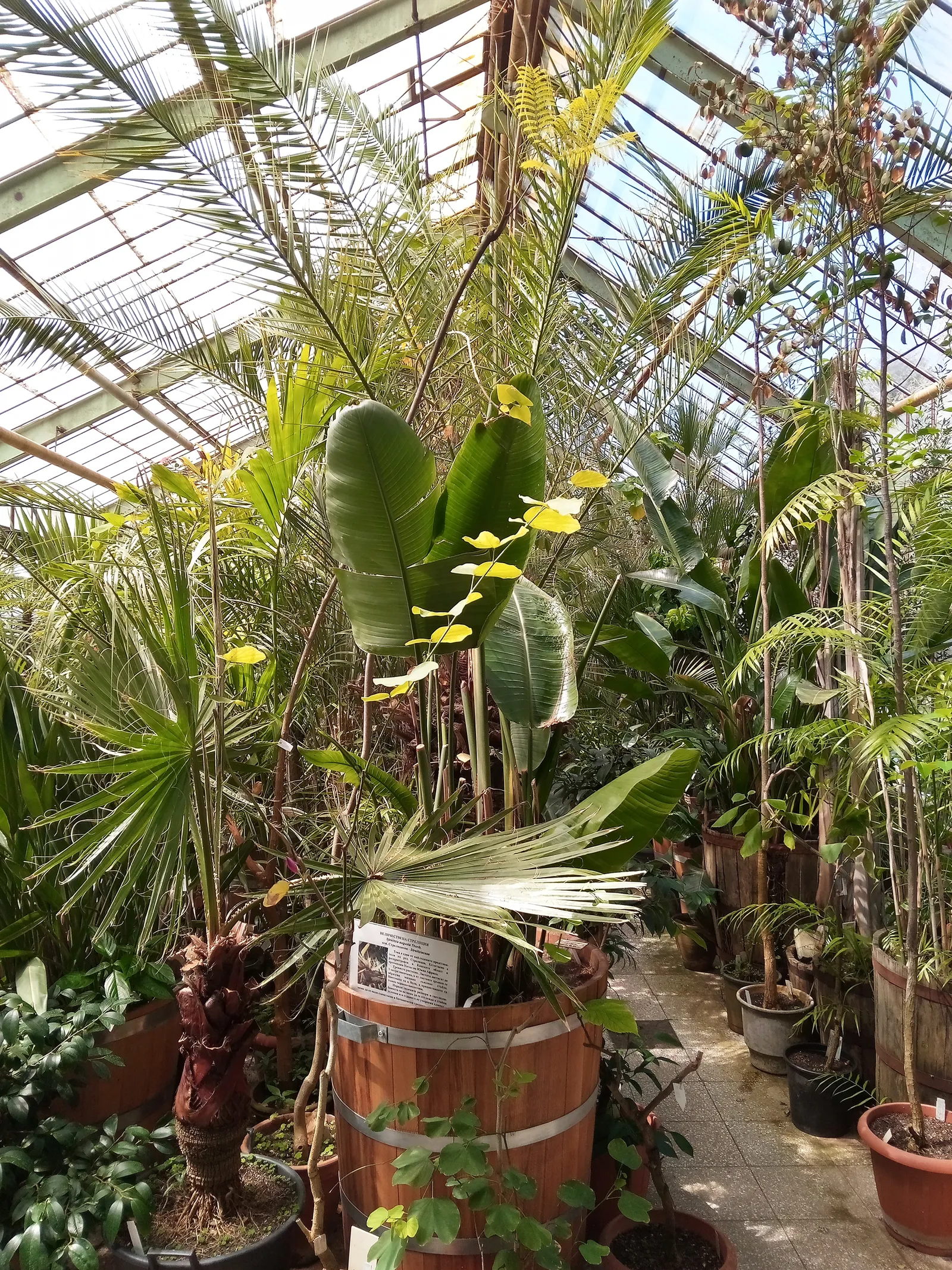 Palm House, Palm Beach