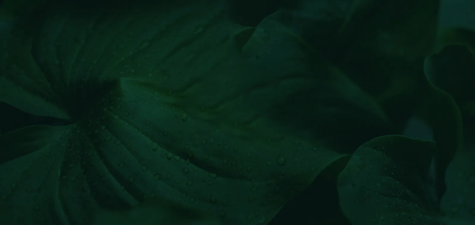Reveries, Rishikesh