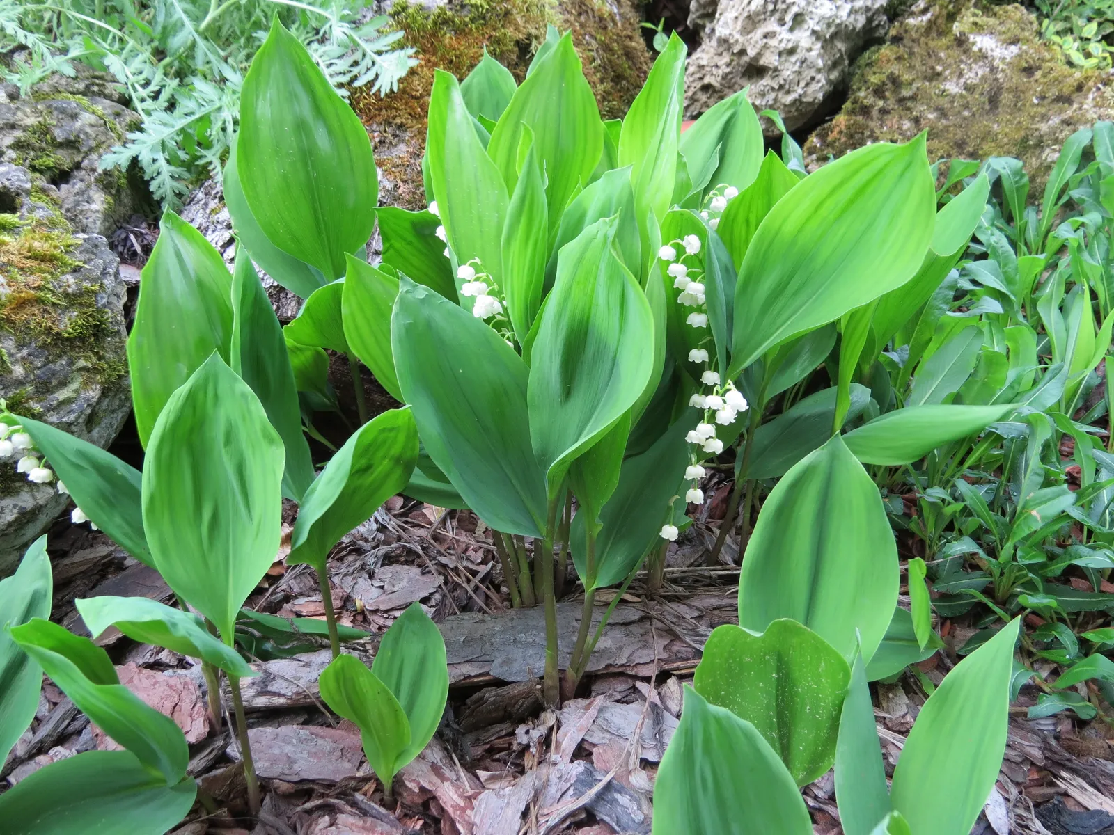 Lily of the Valley, La Croix-Valmer