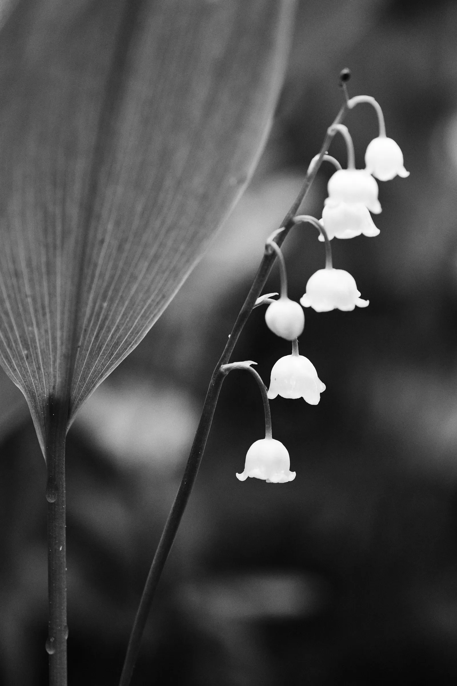 Lily of the Valley, La Croix-Valmer