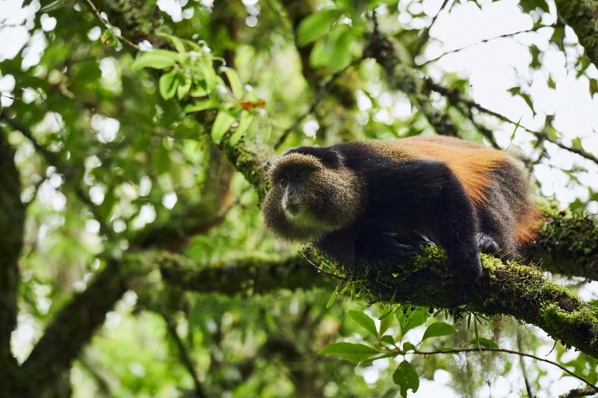 Mount Gahinga Lodge, Kisoro