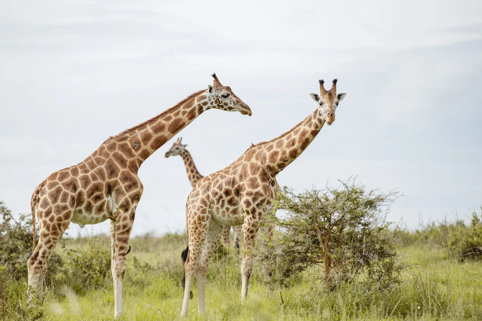 Entikko Safari Lodge, Murchison Falls National Park