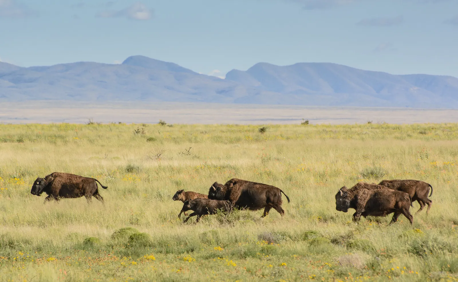 Armendaris, A Ted Turner Reserve — At a glance, Truth