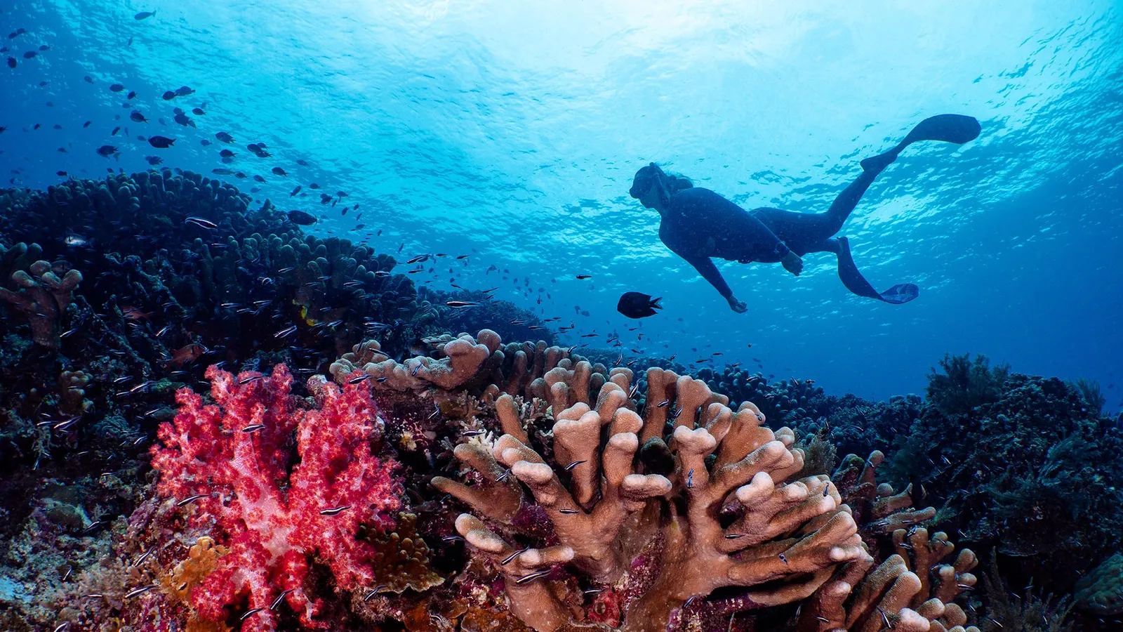 Bunaken Oasis Dive Resort & Spa, Manado