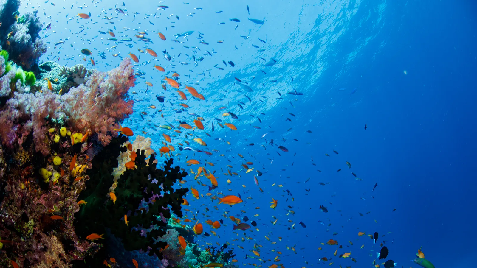 Jean-Michel Cousteau Resort Fiji, Savusavu