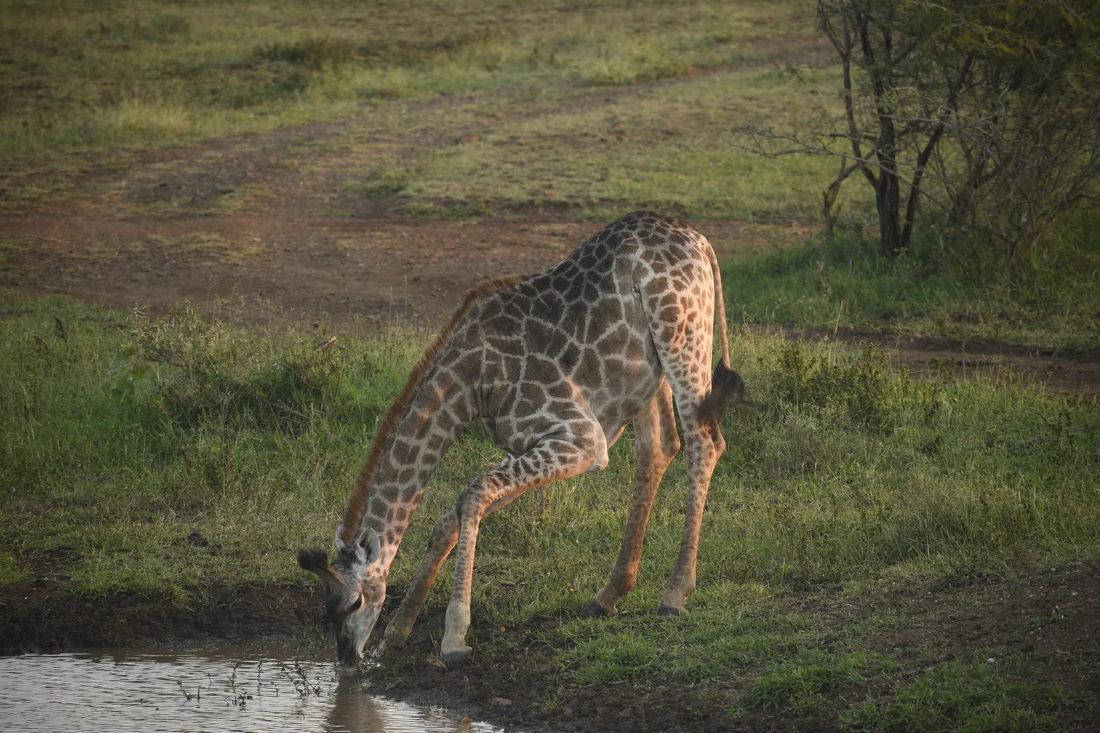 Thanda Private Game Reserve, Hluhluwe