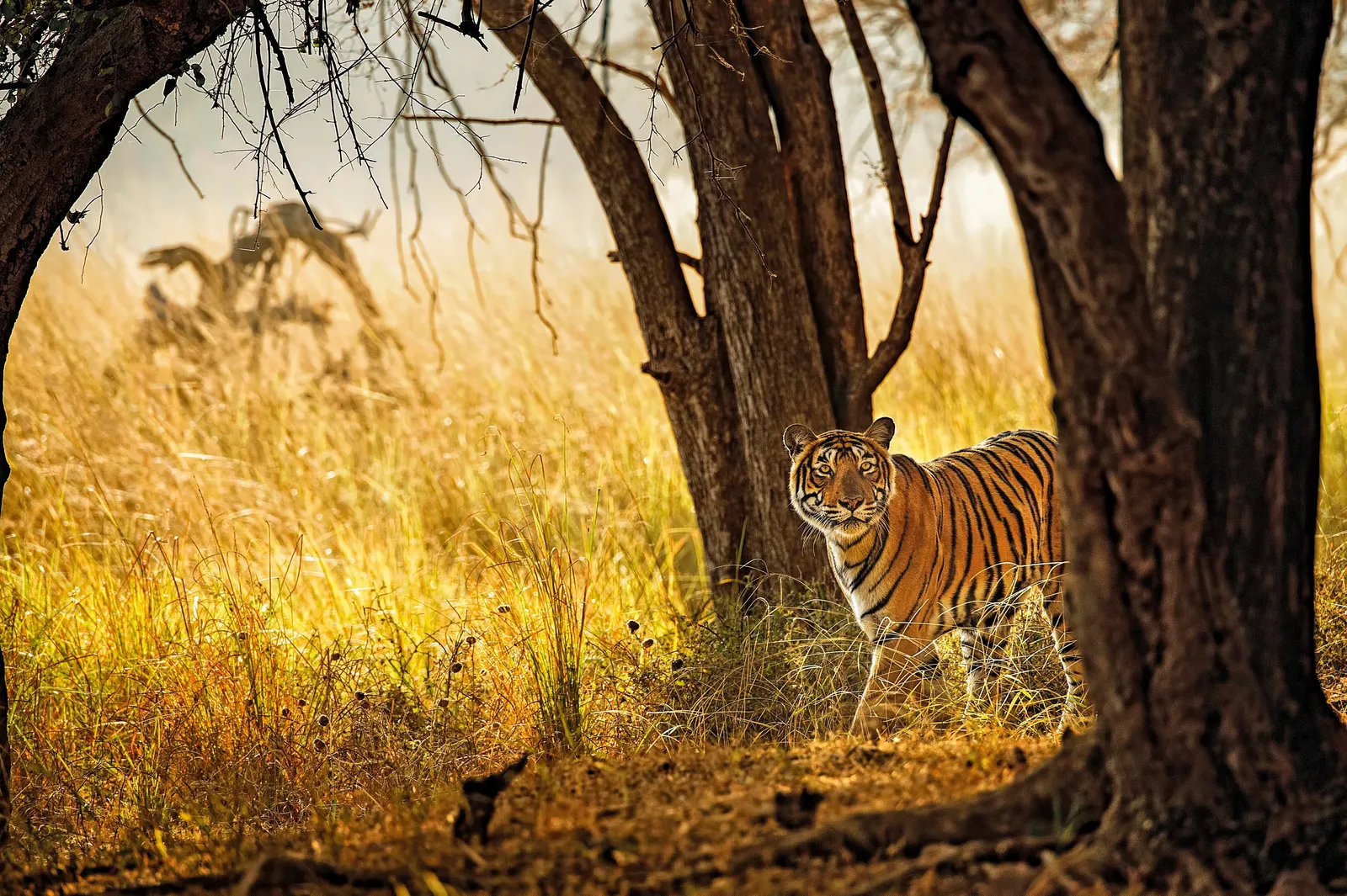 Suján Sher Bagh, Ranthambore