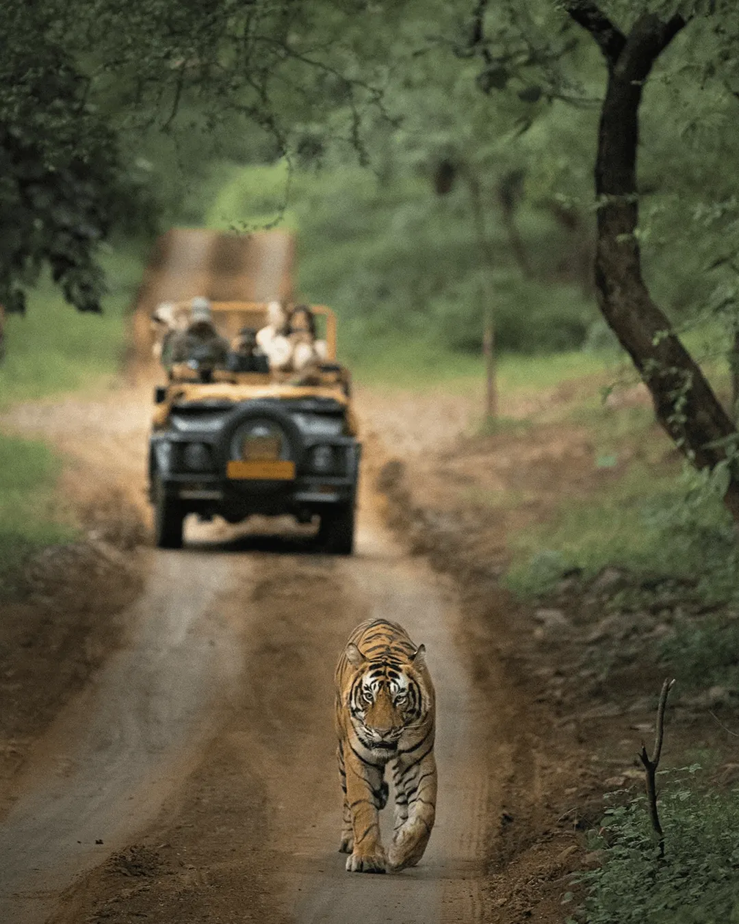 Suján Sher Bagh, Ranthambore