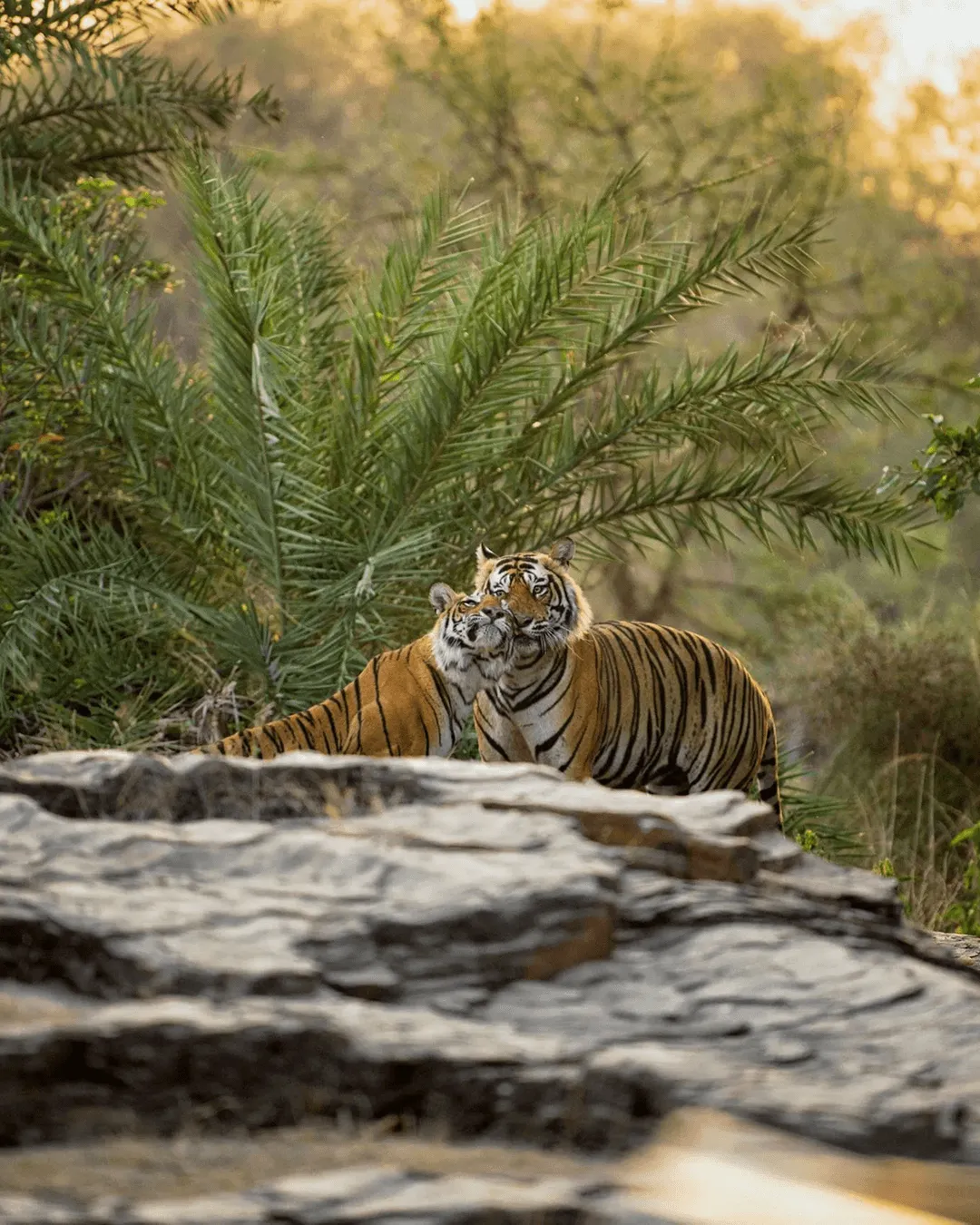 Suján Sher Bagh, Ranthambore