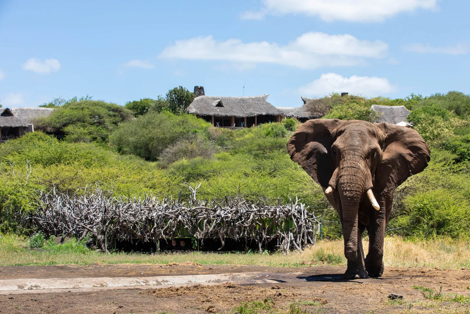 Zarafa Camp, Maun